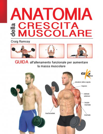 Anatomia della crescita muscolare 