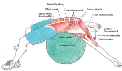 esercizi addominali gym ball