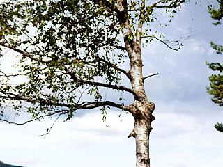 Hai mai provato ad abbracciare un albero?