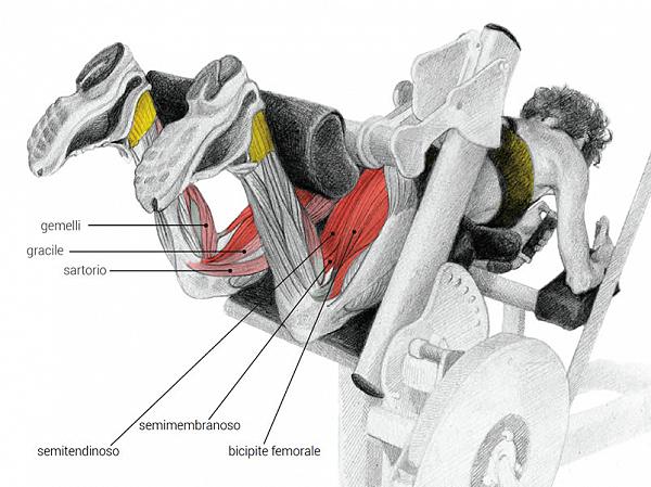 leg curl esecuzione